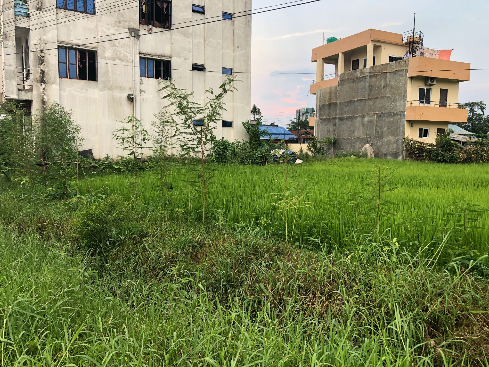 Land for sale at Damak, Jhapa near Pasuhat Road