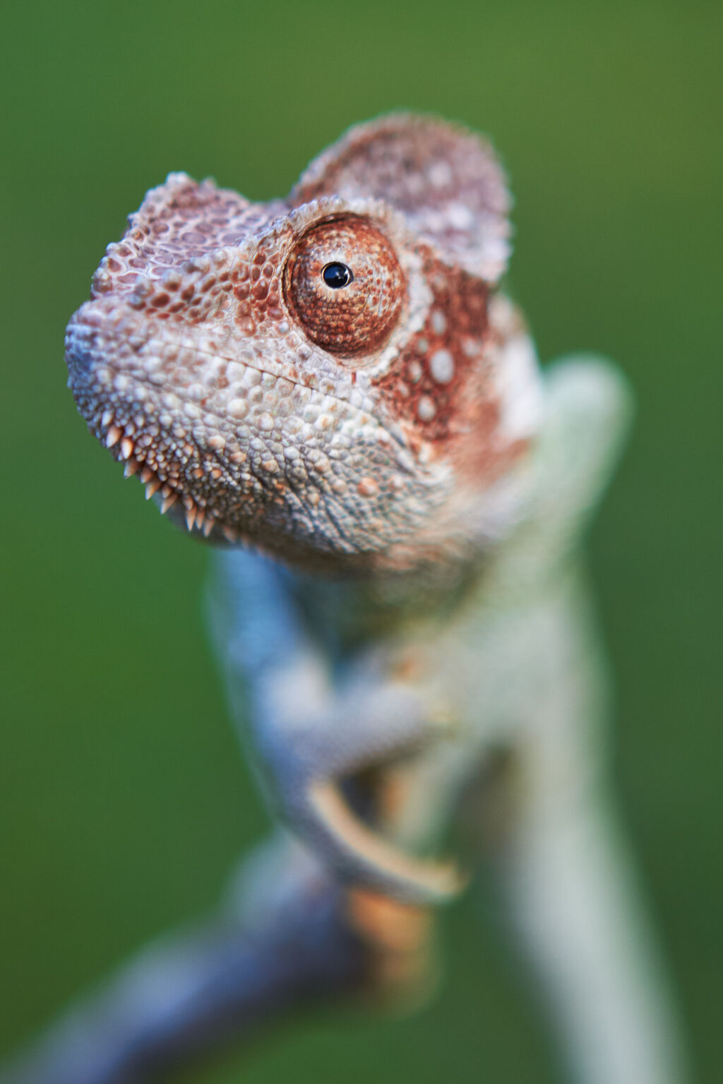Furcifer Verrucosus Chameleon