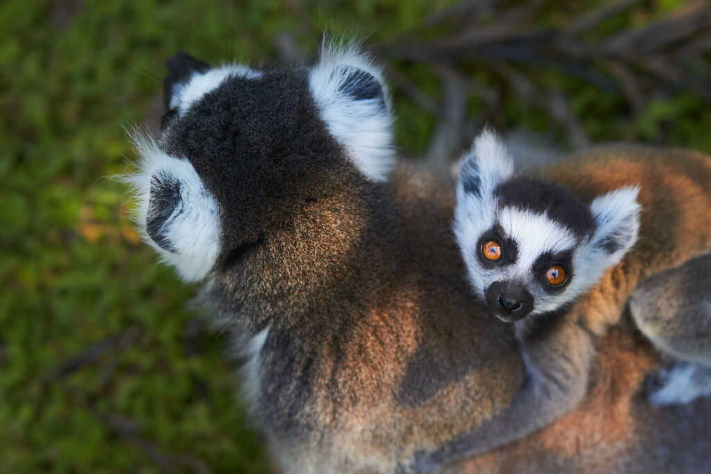 Ring Tailed Lemur with Infant