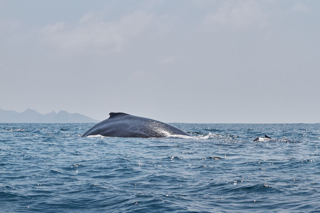 Humpback Whale, with Calf