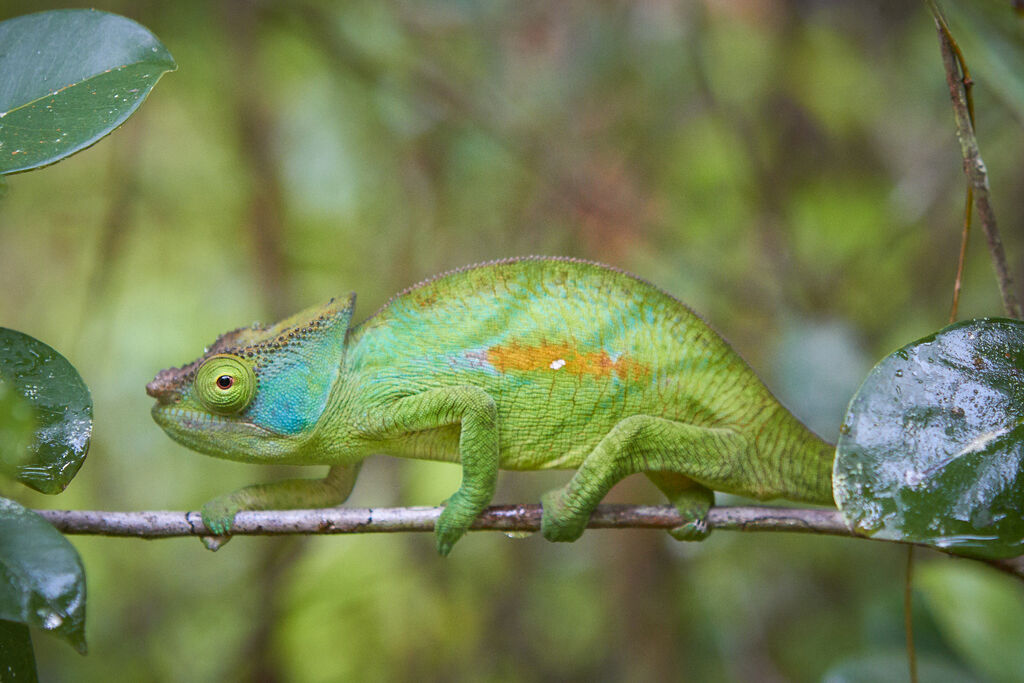 Pearson's Chameleon, Andasibe