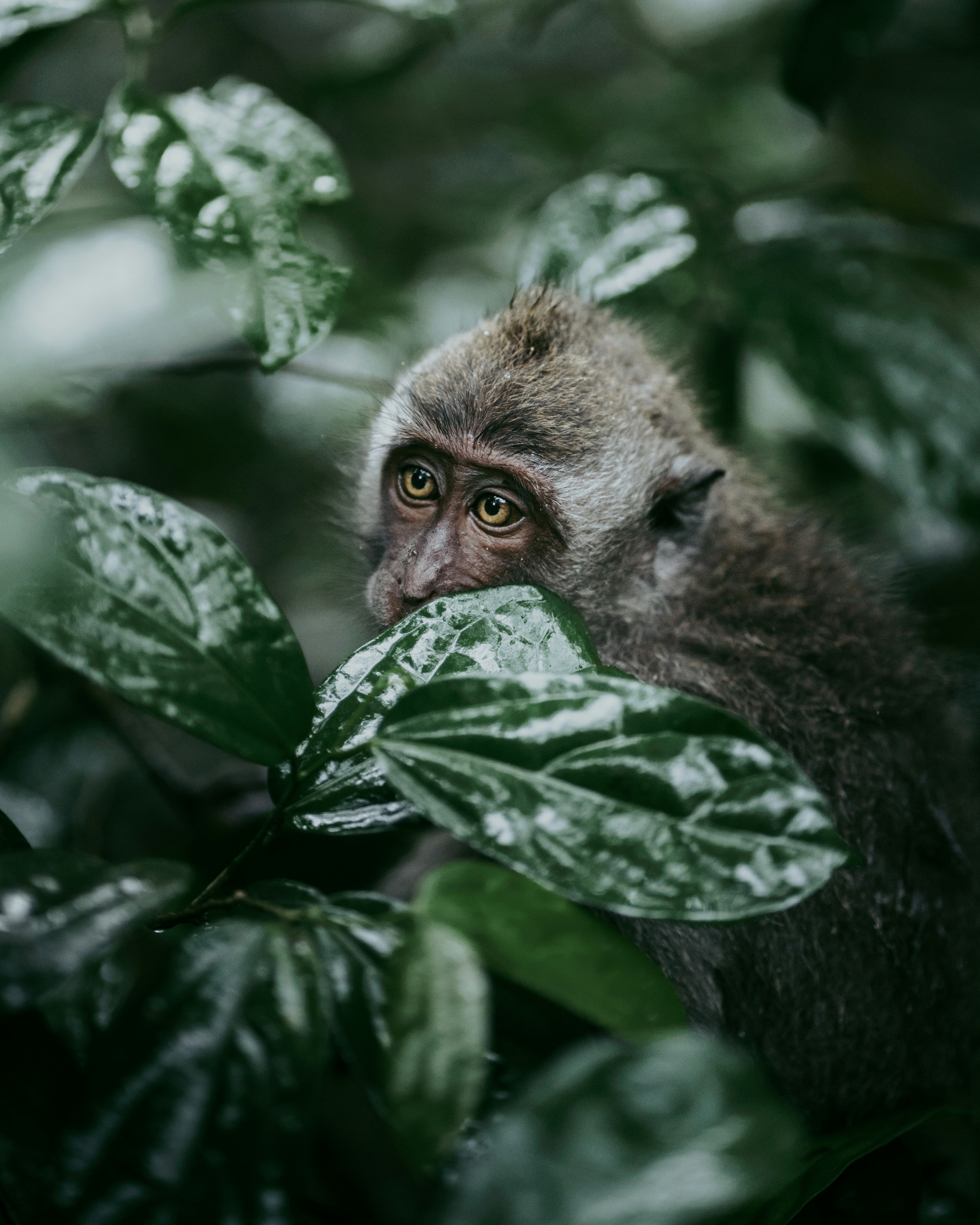 Sacred Monkey Forest