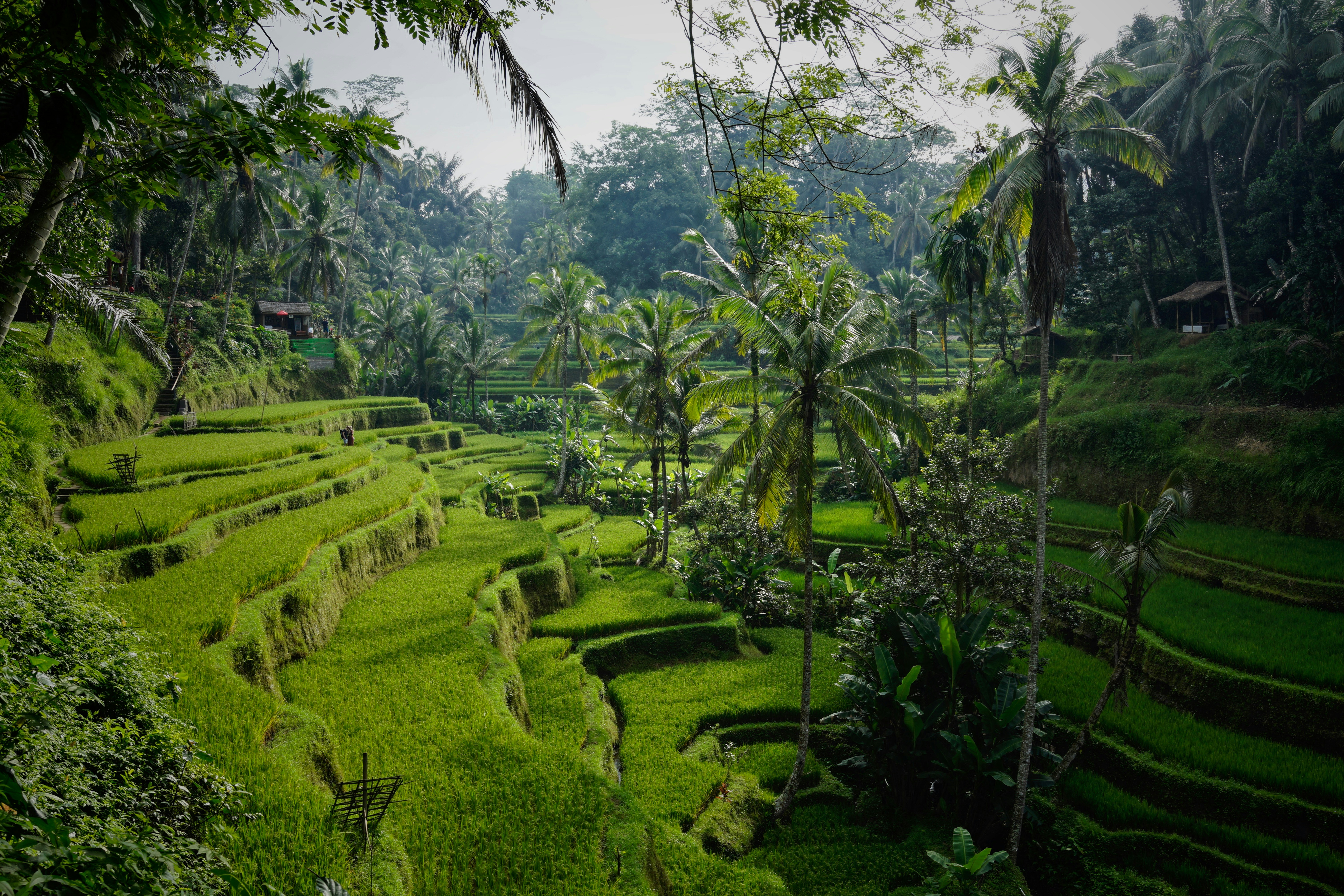 Rice Terrace