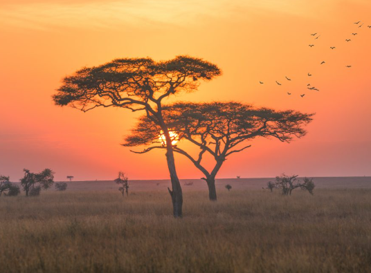 Serengeti Game Drive