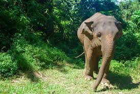 Krabi Elephant Shelter Experience