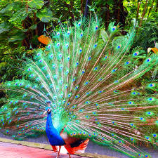 Kl Bird Park