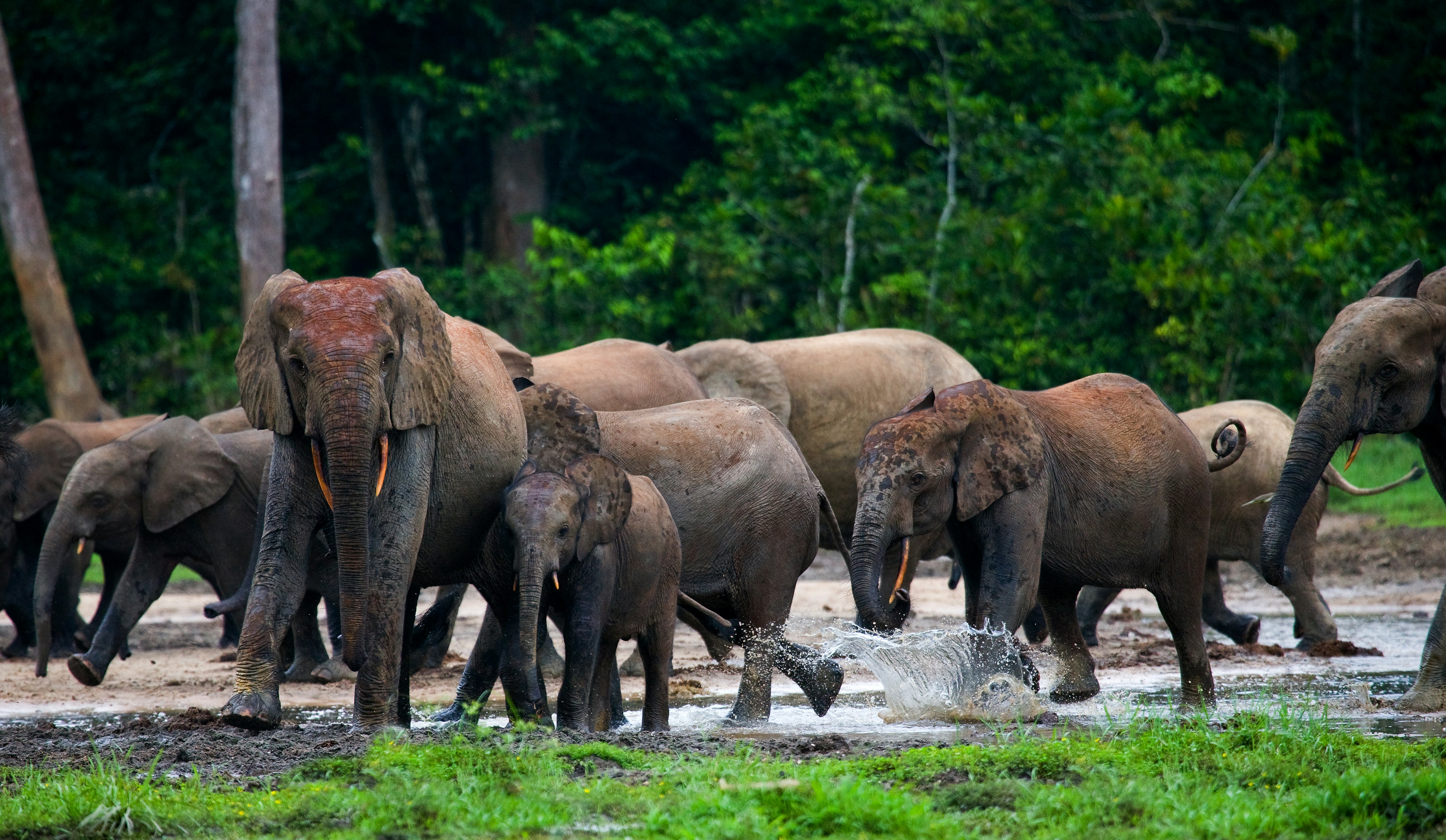 Pinnawala National Park visit