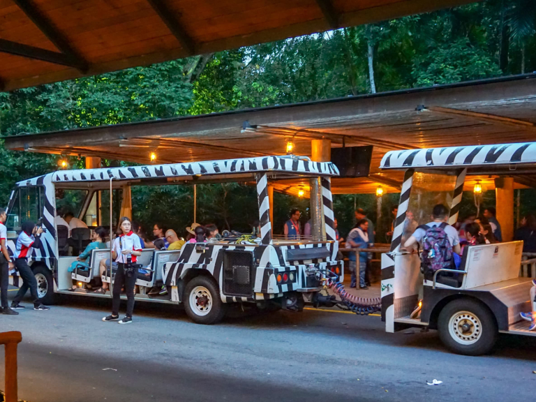 Night Safari: A Wild Adventure