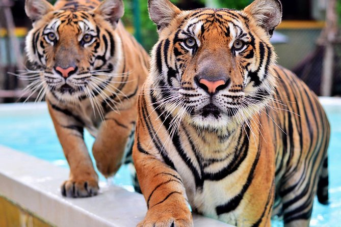 Tiger Kingdom