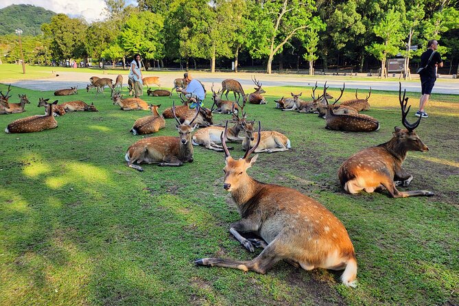 Guided Tour to Kyoto & Nara