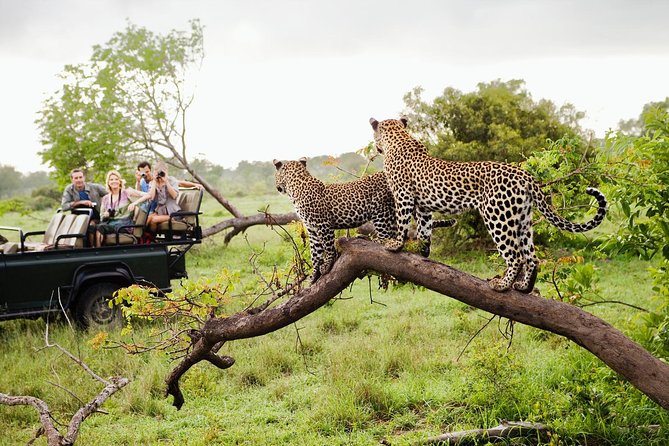 Jungle Safari