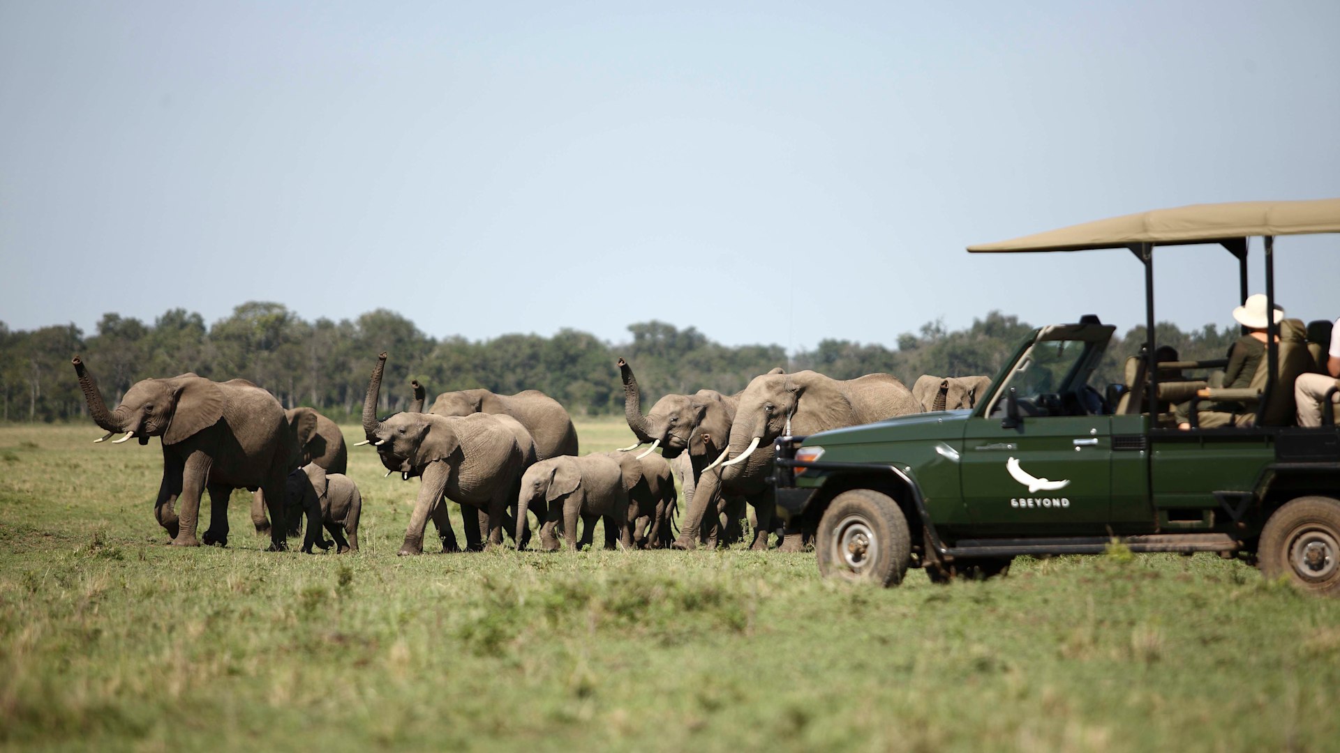 Game Drive (Half Day)