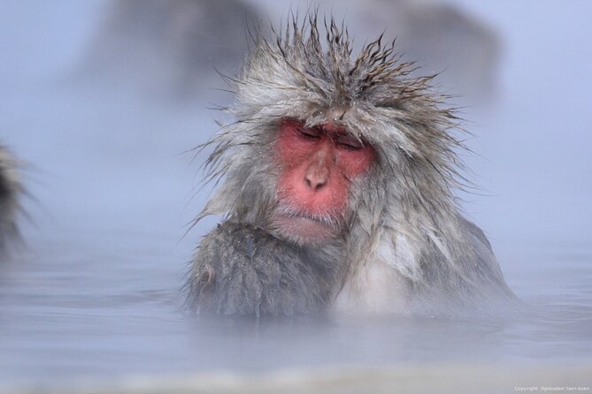 Nagano Snow Monkey