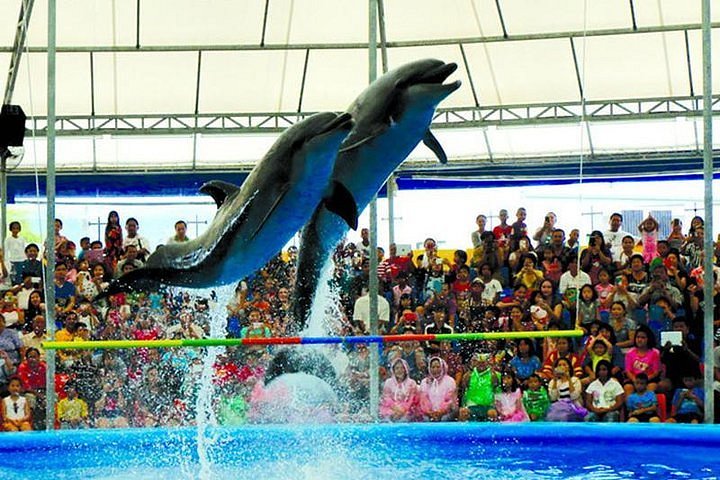 Phuket Dolphin Show
