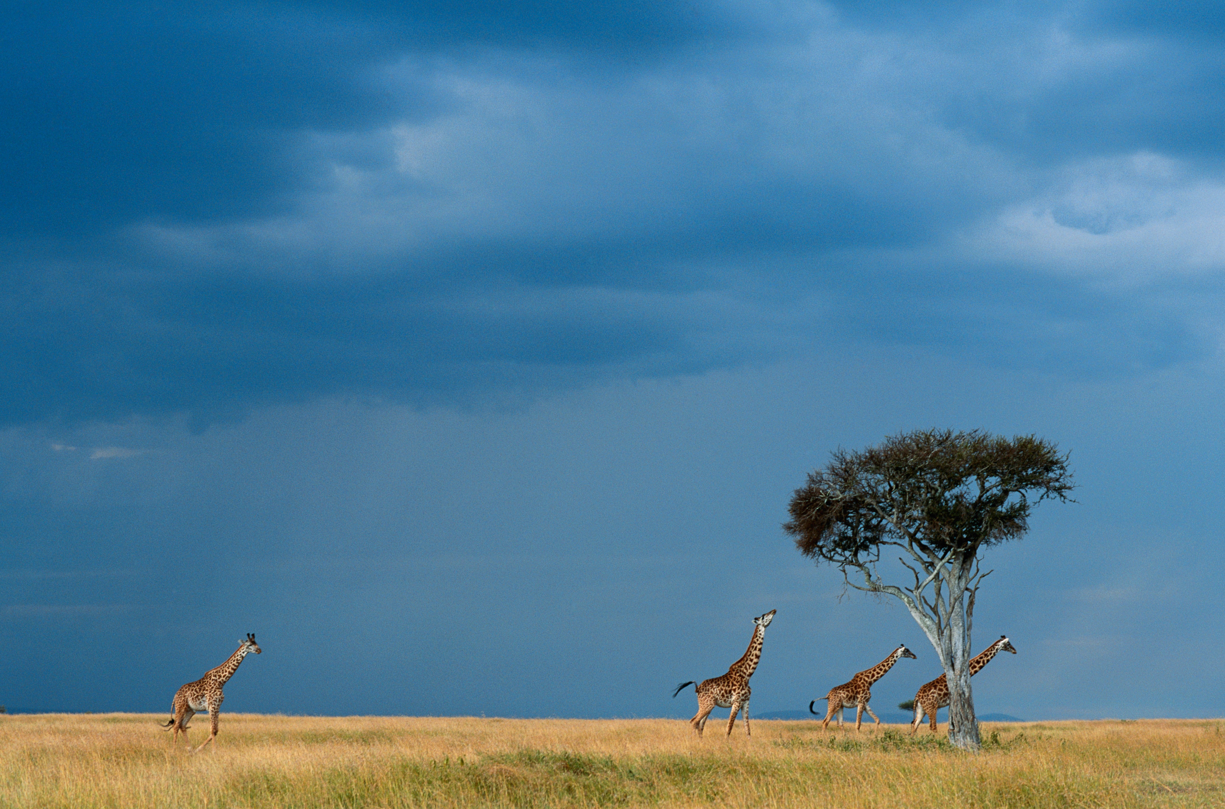 Giraffe Center