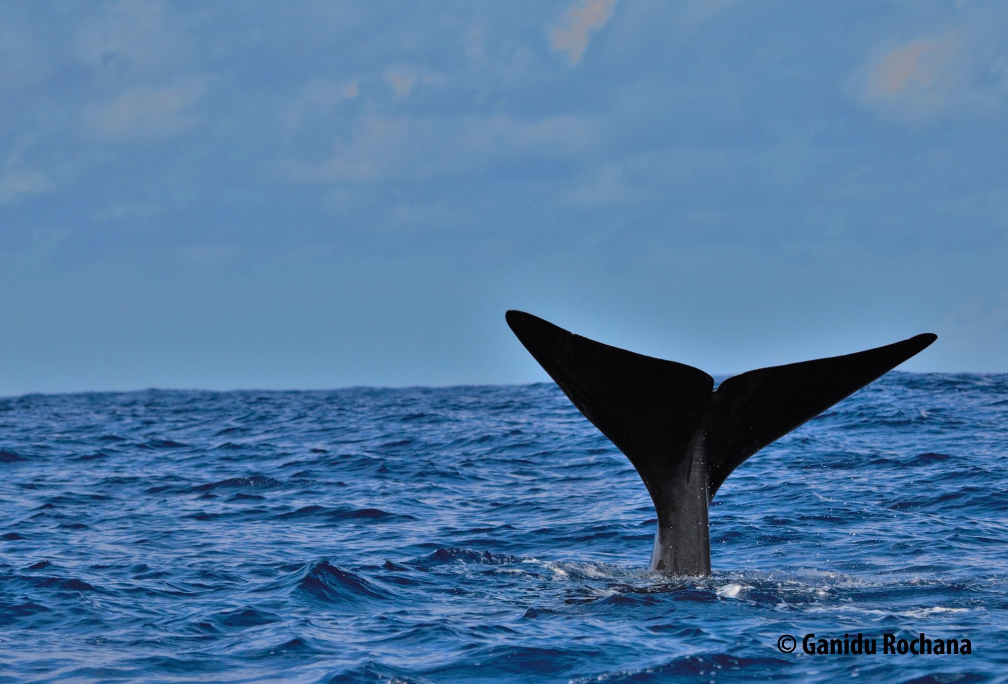 Mirissa Whale Watching