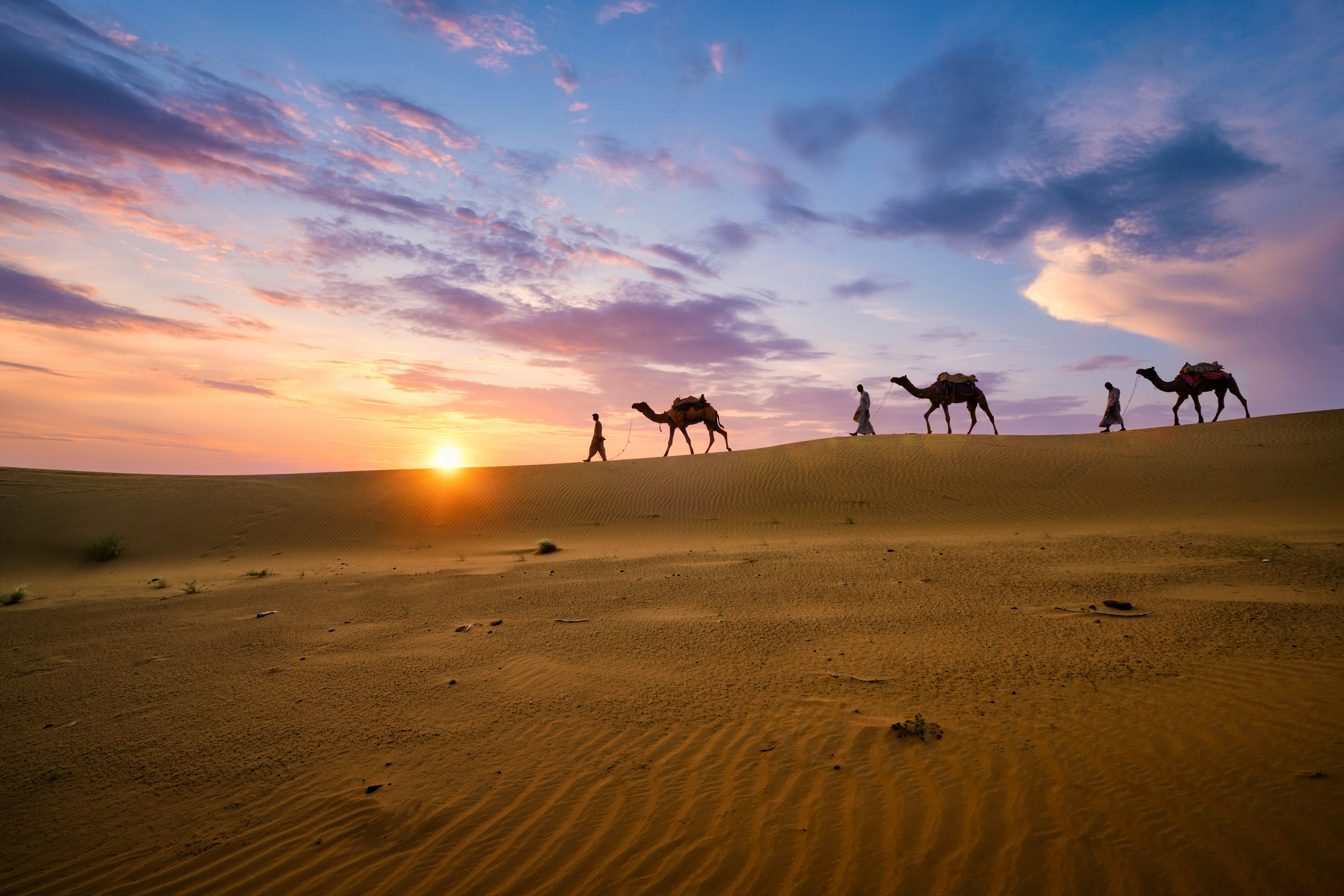Camel Safari