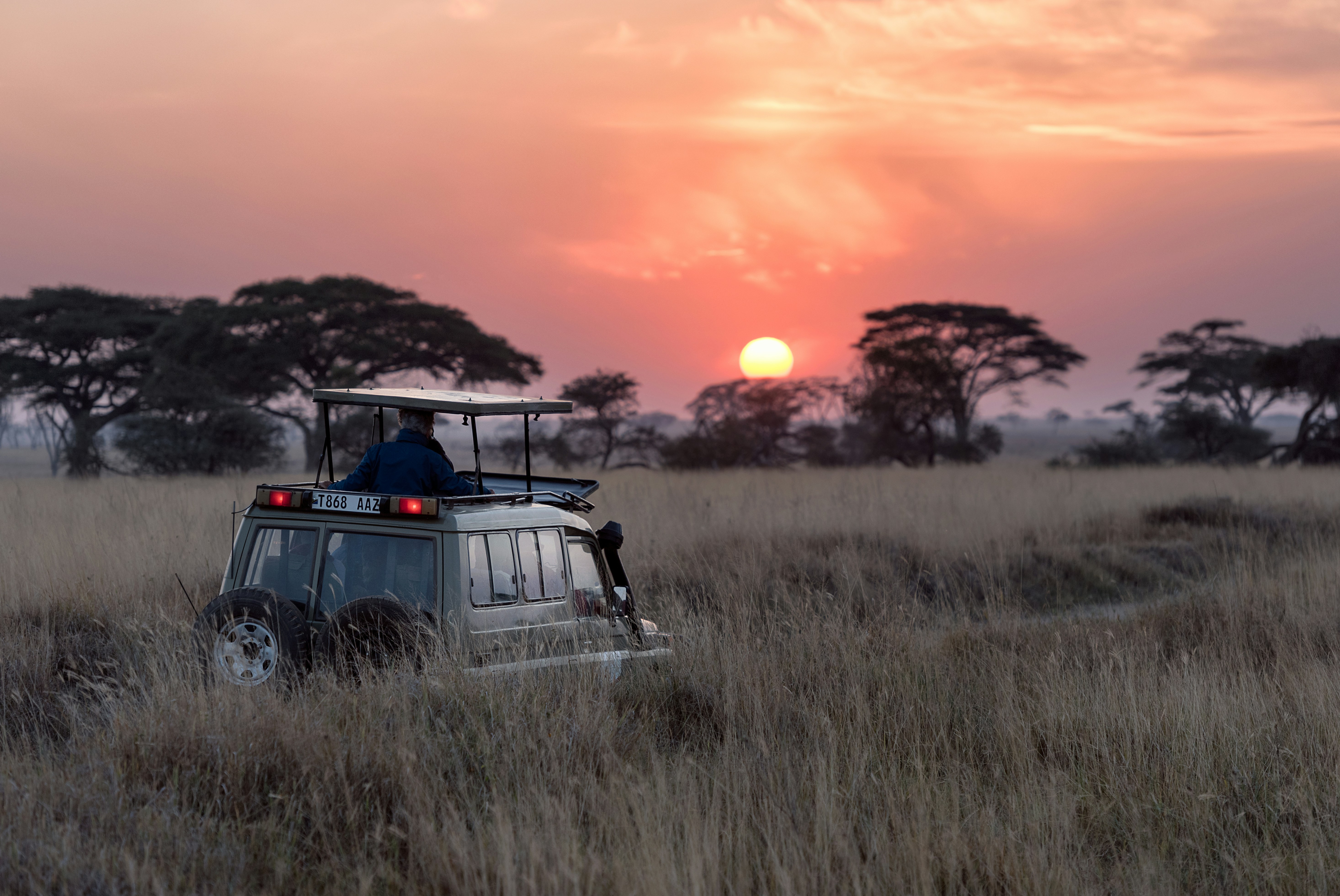 Wild Safari