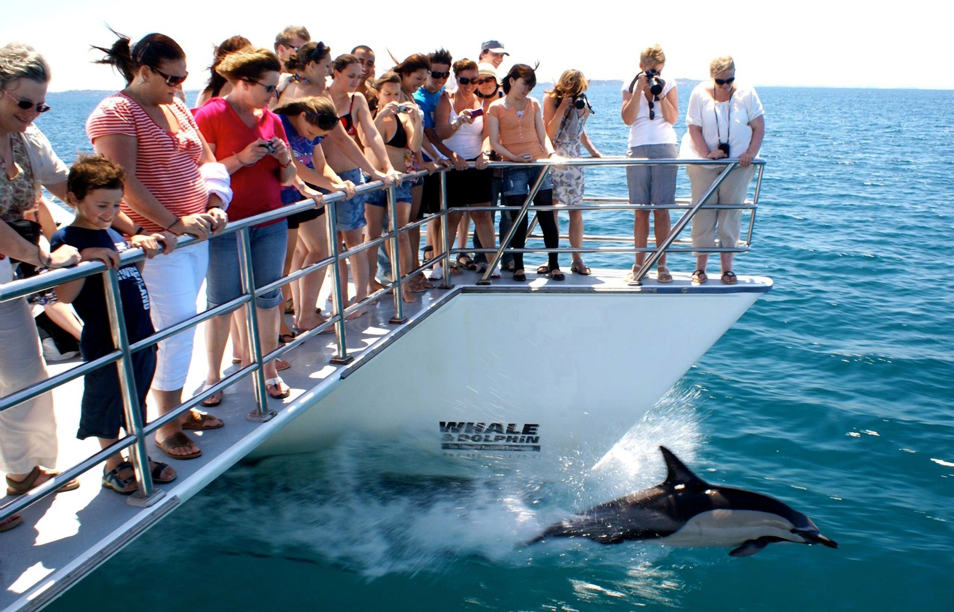 Dolphin & Whale Watching