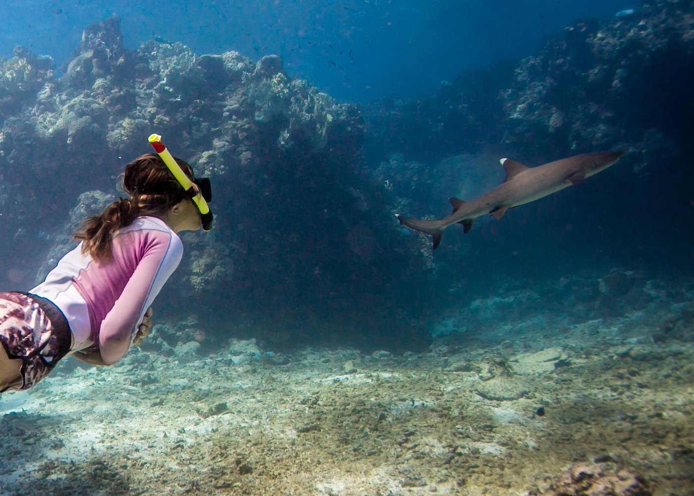Ultimate Encounters - Snorkel with Sharks: 