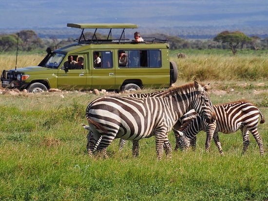 Half Day Game Drive