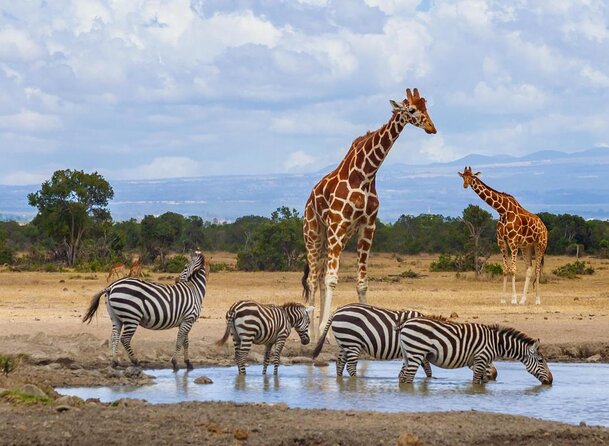 Half Day Game Drive