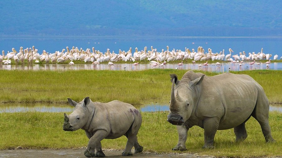 Game Drive