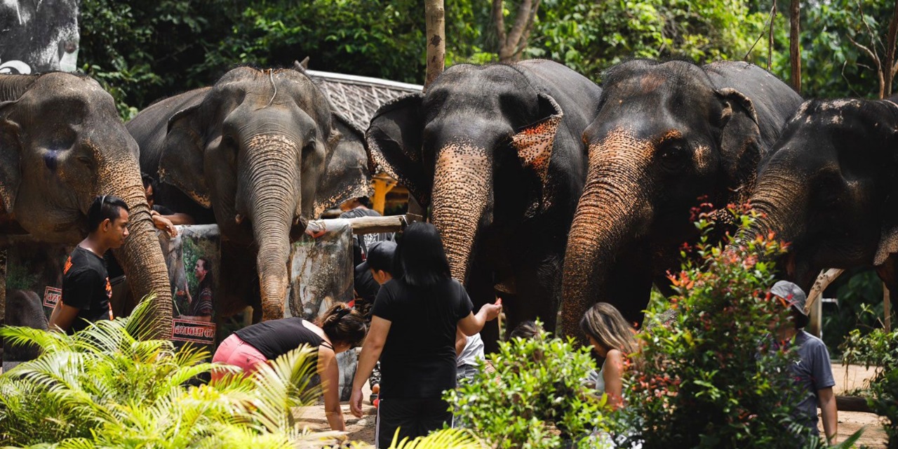 Elephant Jungle Sanctuary 