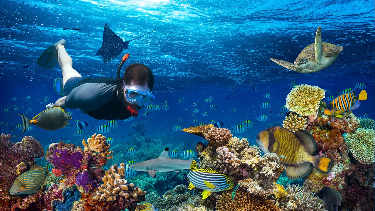 Half Day Snorkeling Excursion