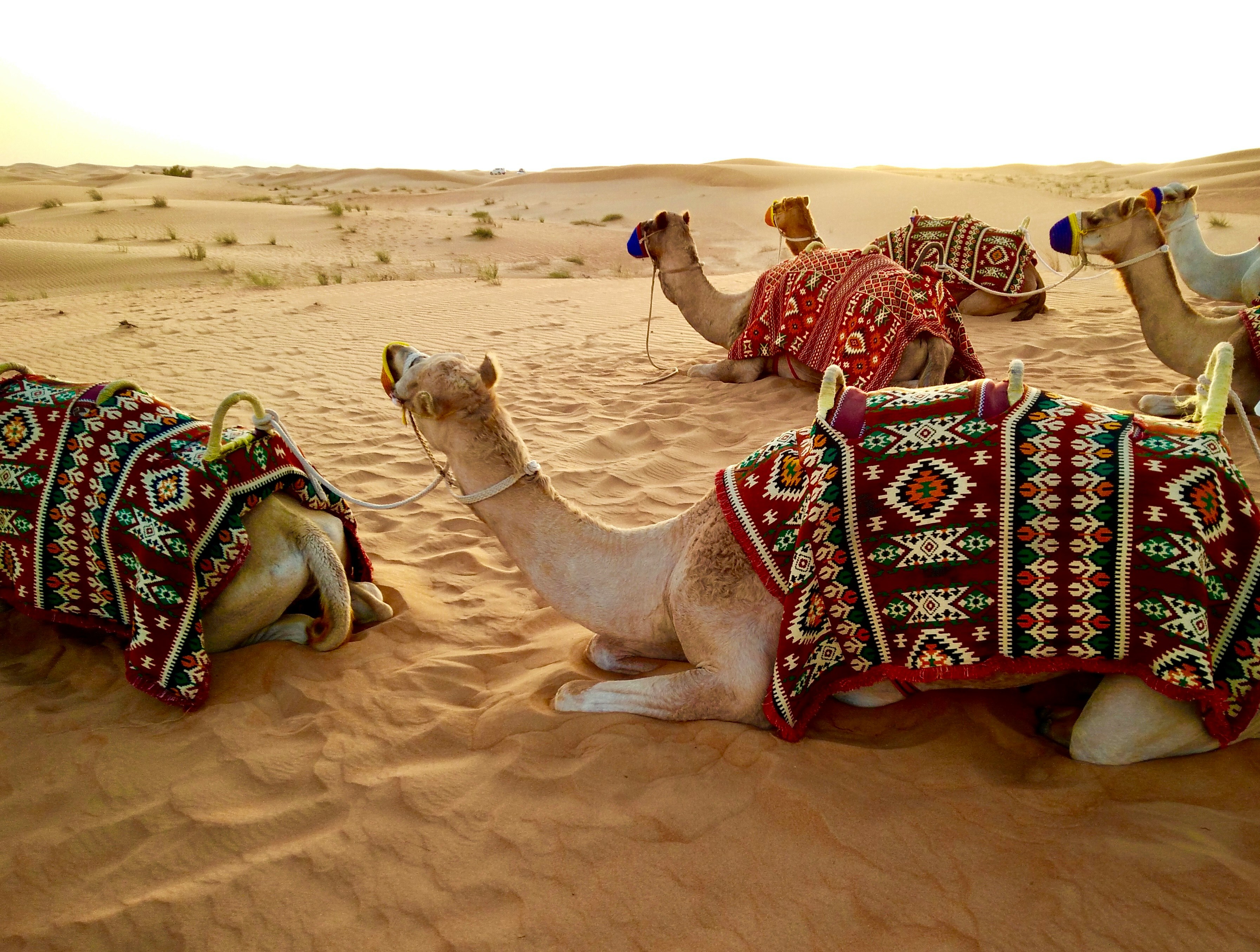 Middleeast United Arab Emirates Tour Packages Itineraries | 6 Days Fantasy Of Dubai Abu Dhabi | Touron | Touron Holidays | Best Travel Agency