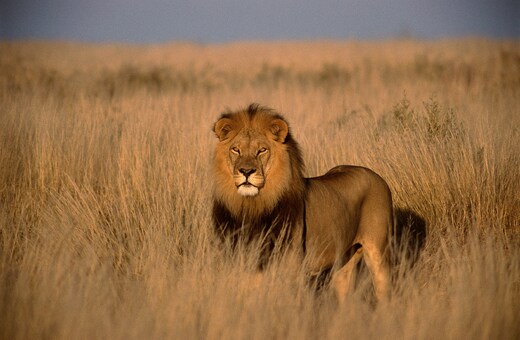 Adevnture Kenya - Maasai Mara Expedition