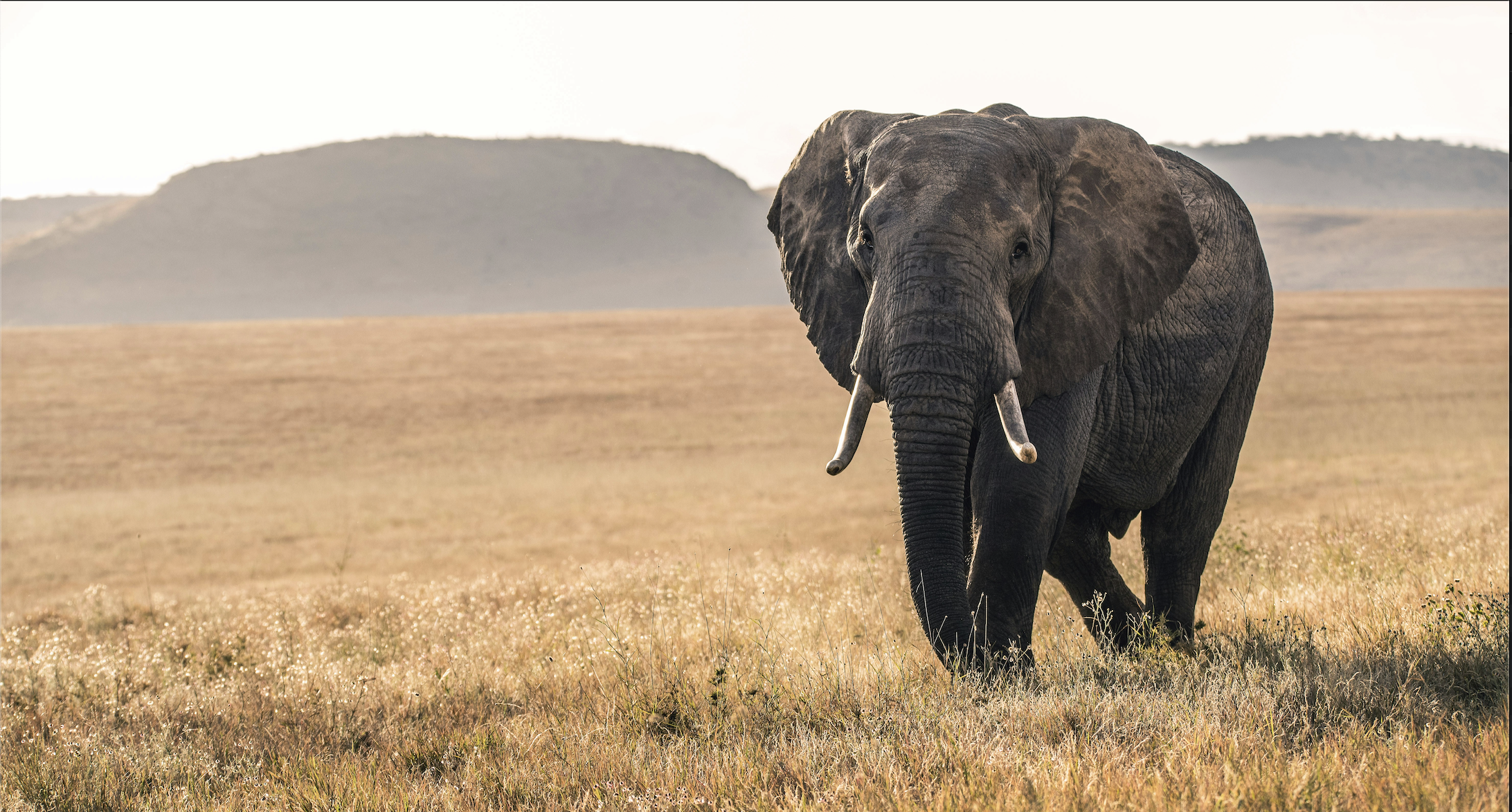 Africa Kenya Tour Packages Itineraries | Adevnture Kenya Maasai Mara Expedition | Touron | Touron Holidays | Best Travel Agency