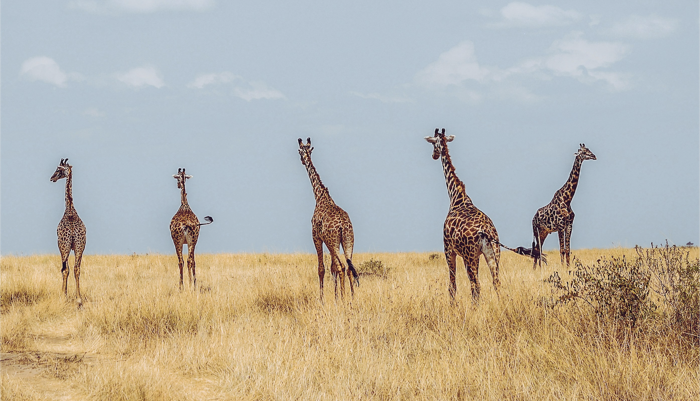 Africa Kenya Tour Packages Itineraries | Adevnture Kenya Maasai Mara Expedition | Touron | Touron Holidays | Best Travel Agency