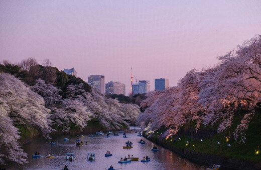 Cherry Blossoms & City Lights: Japan & Seoul Journey