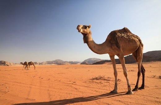 Jordan 6 Days Discovery: From Amman to the Dead Sea