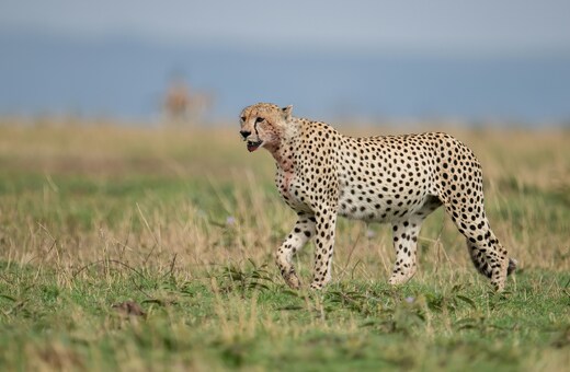 Tanzania Safari Adventure