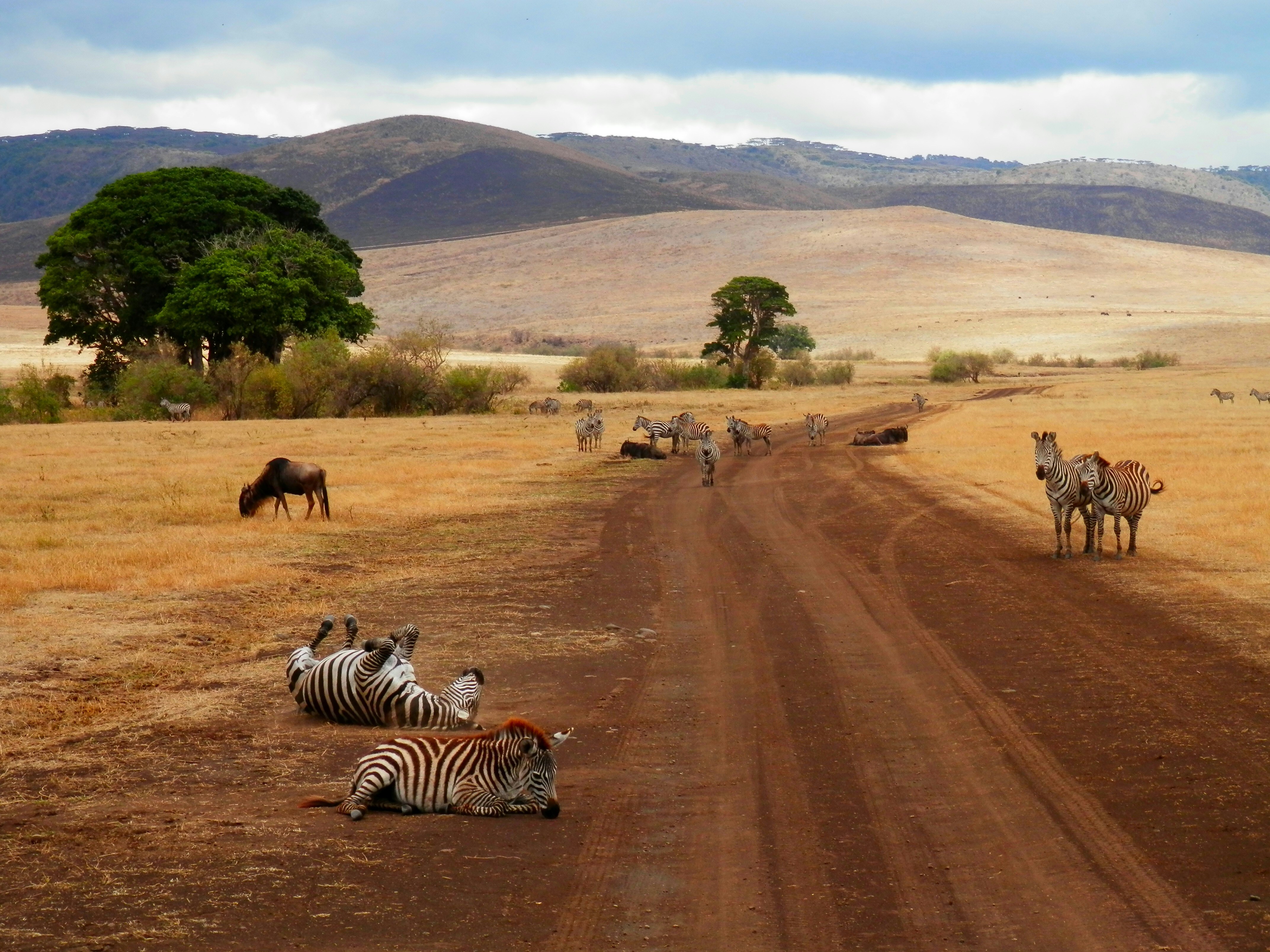 Africa Tanzania Tour Packages Itineraries | Tanzania Safari Adventure | Touron | Touron Holidays | Best Travel Agency