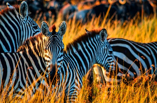 Kenya’s Wild Wonders