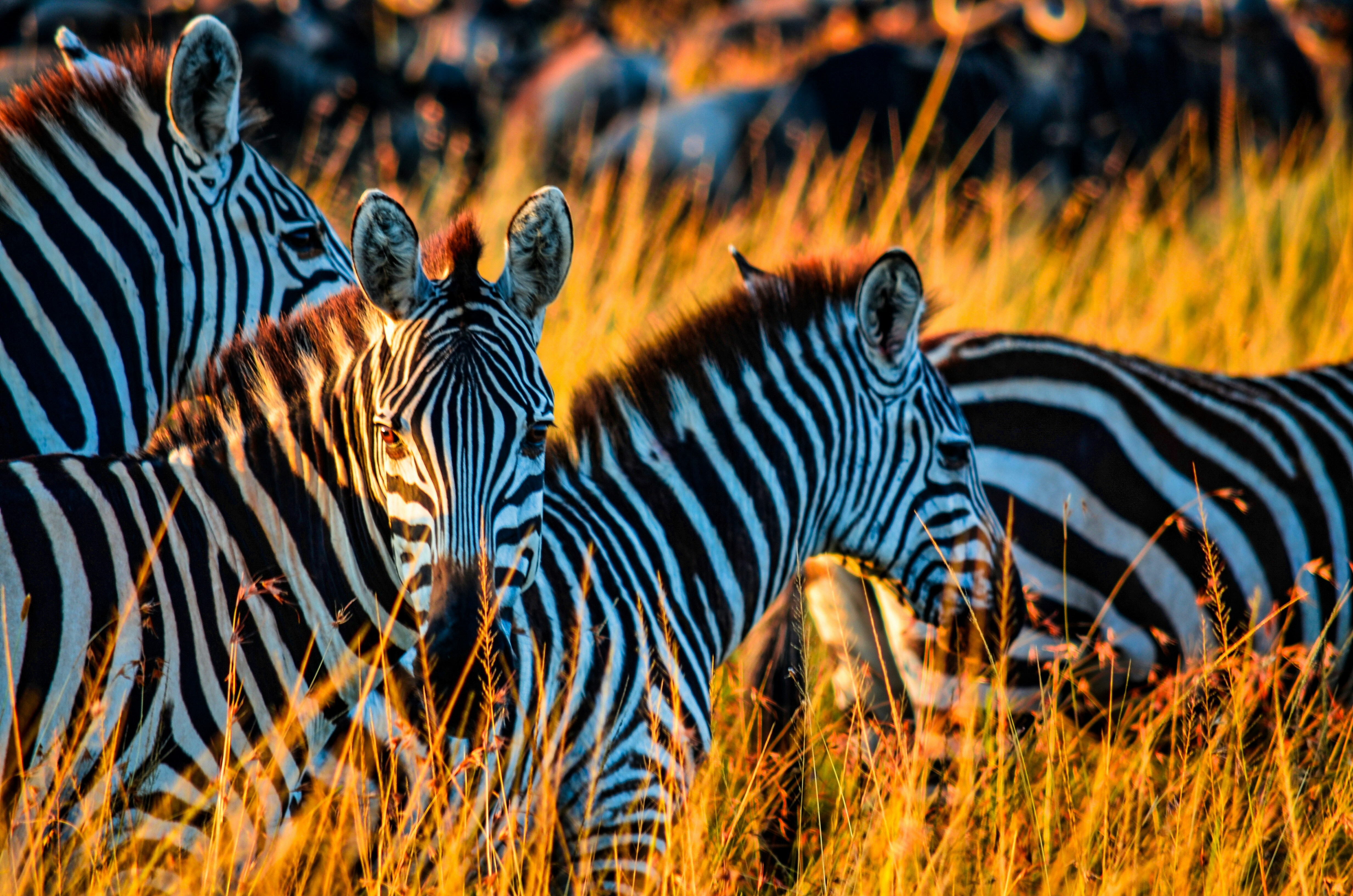 Africa Kenya Tour Packages Itineraries | Kenyas Wild Wonders | Touron | Touron Holidays | Best Travel Agency