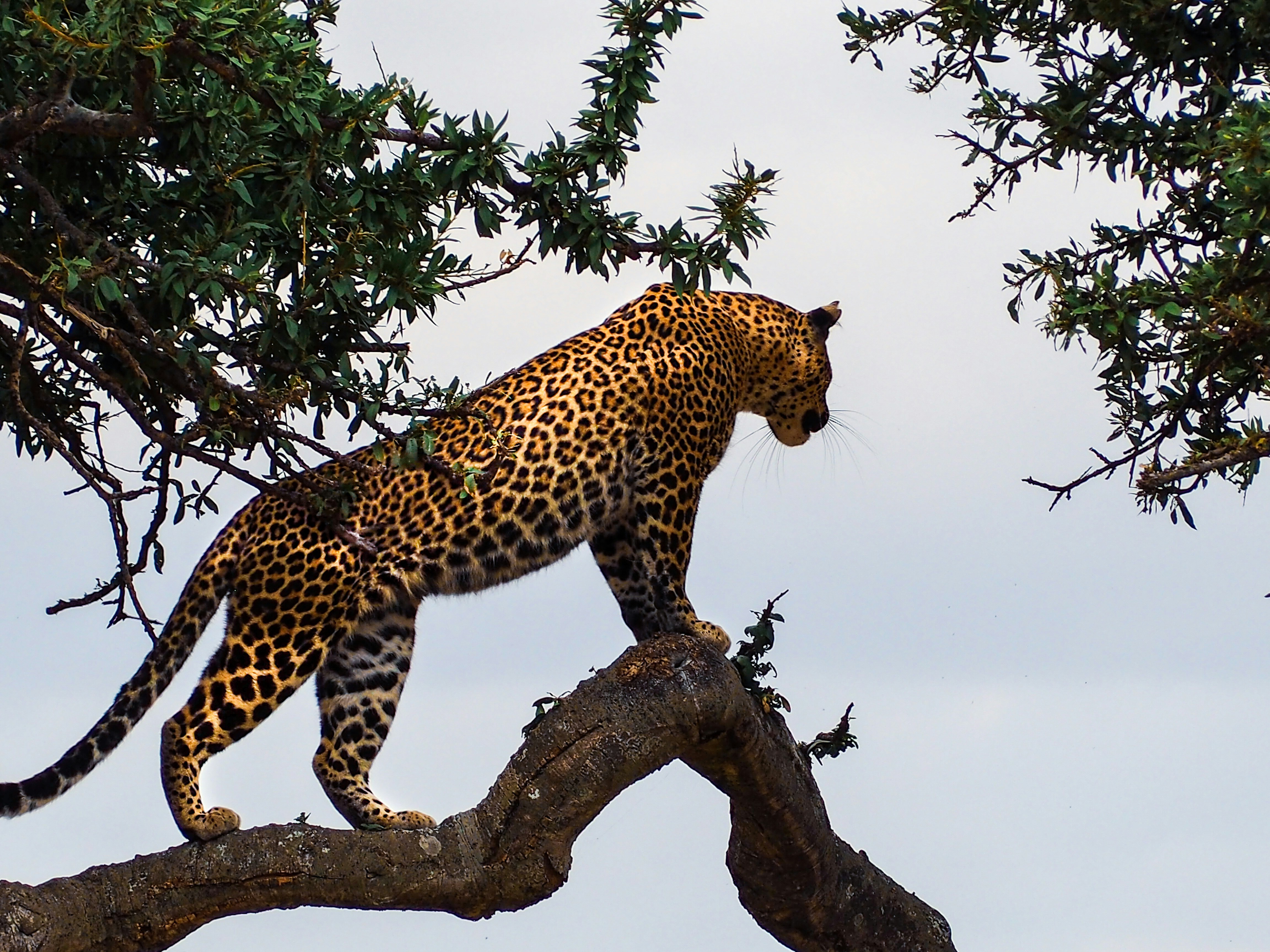Africa Kenya Tour Packages Itineraries | Kenyas Wild Wonders | Touron | Touron Holidays | Best Travel Agency