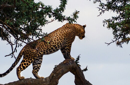 The Perfect Kenya & Zanzibar