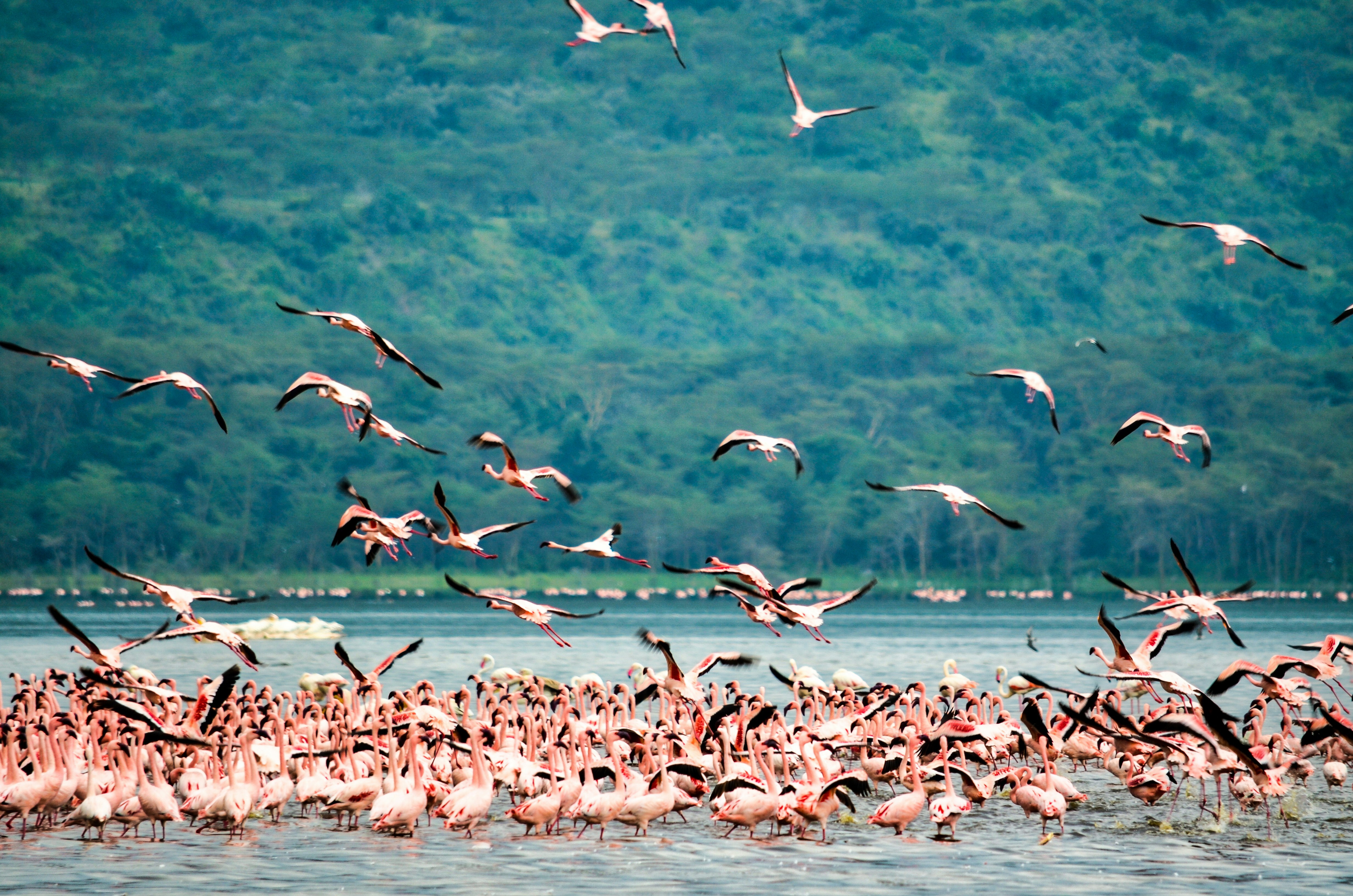 Africa Kenya Tanzania Tour Packages Itineraries | The Perfect Kenya Zanzibar Honeymoon | Touron | Touron Holidays | Best Travel Agency