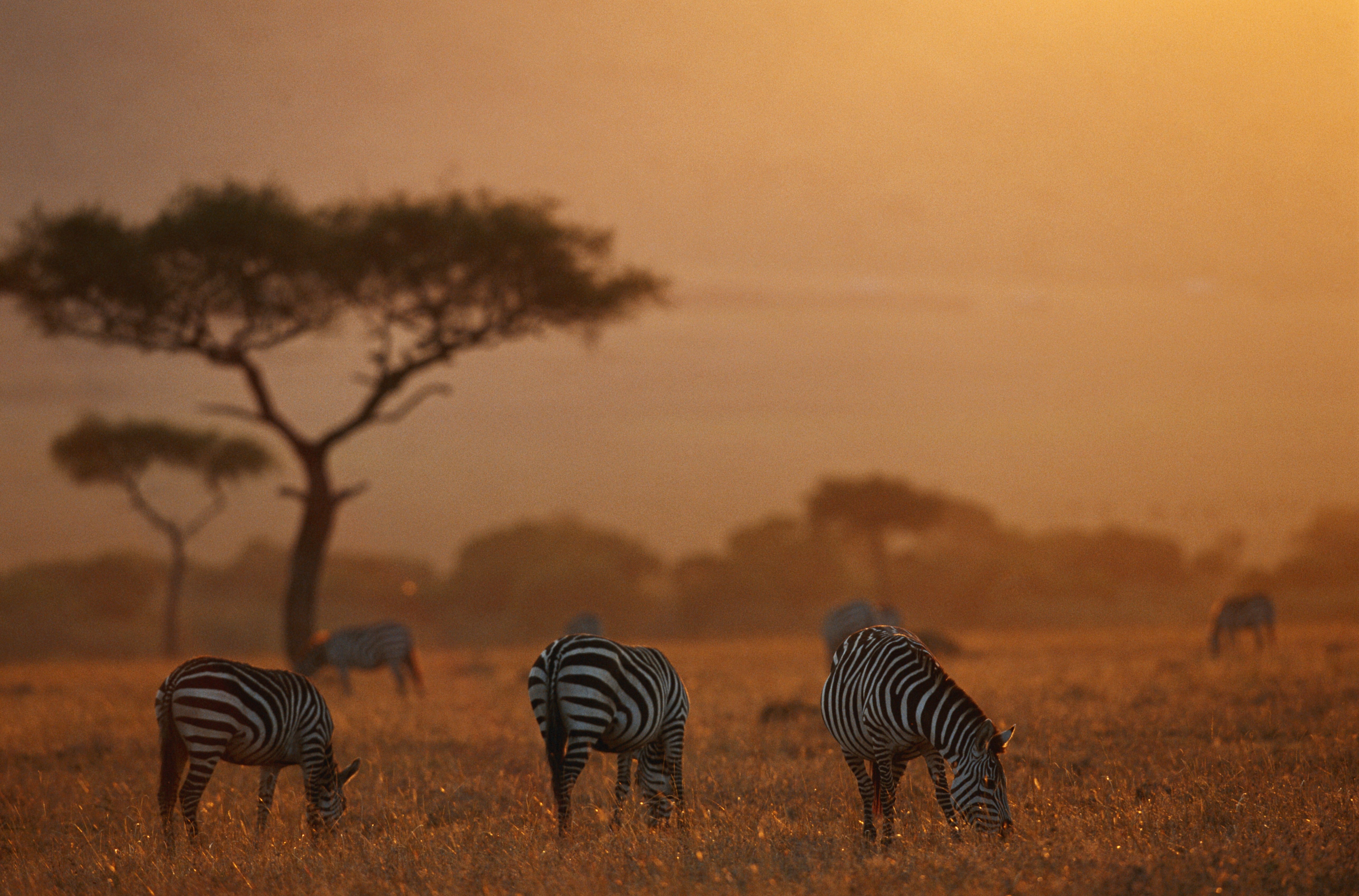 Africa Kenya Tanzania Tour Packages Itineraries | The Perfect Kenya Zanzibar Honeymoon | Touron | Touron Holidays | Best Travel Agency