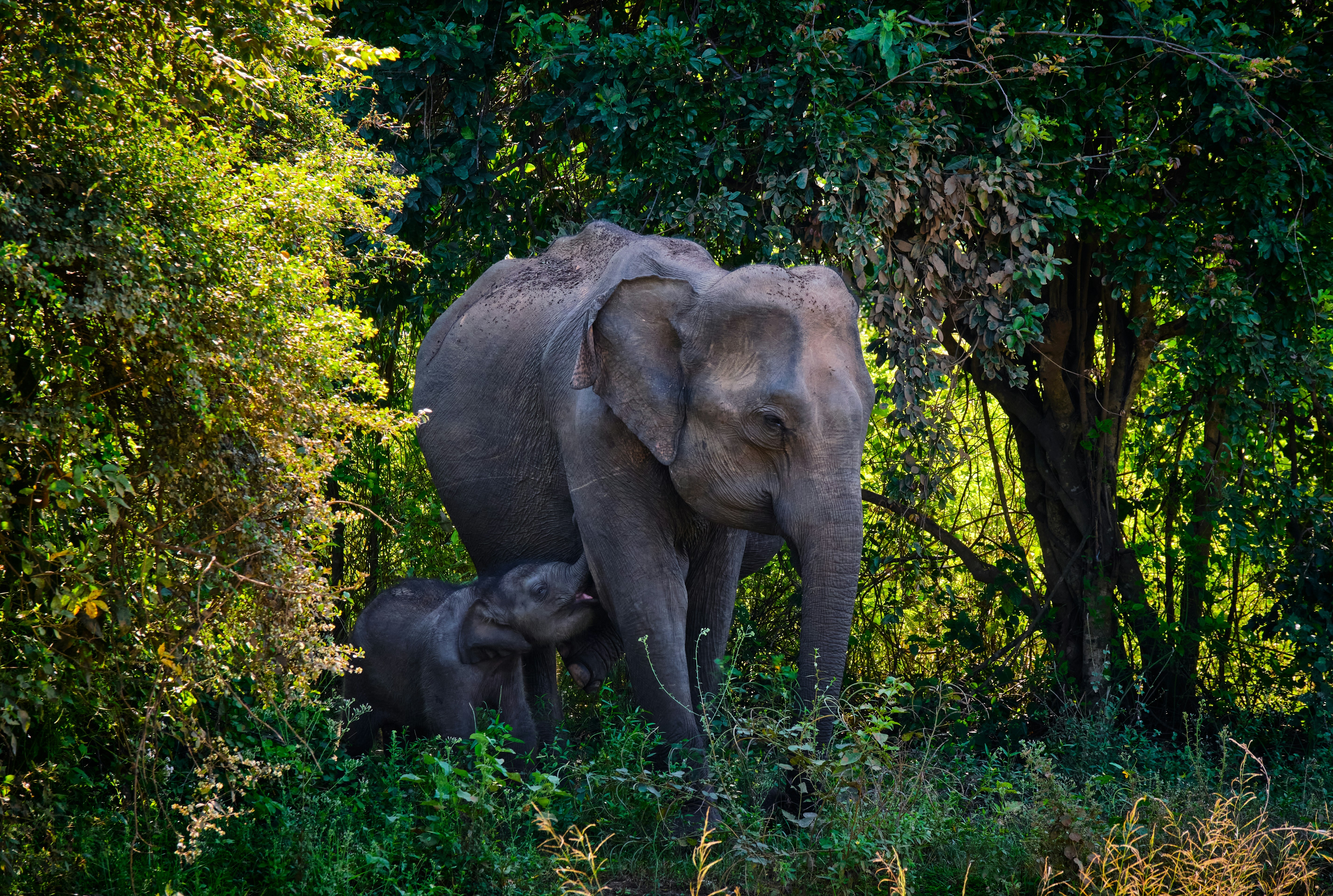Sri Lanka Tour Packages Itineraries | Srilankas Special Offer | Touron | Touron Holidays | Best Travel Agency