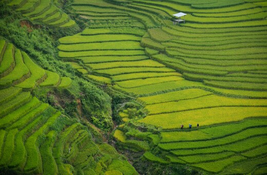 Vietnam Dreams: From Sapa Peaks to Da Nang Streets