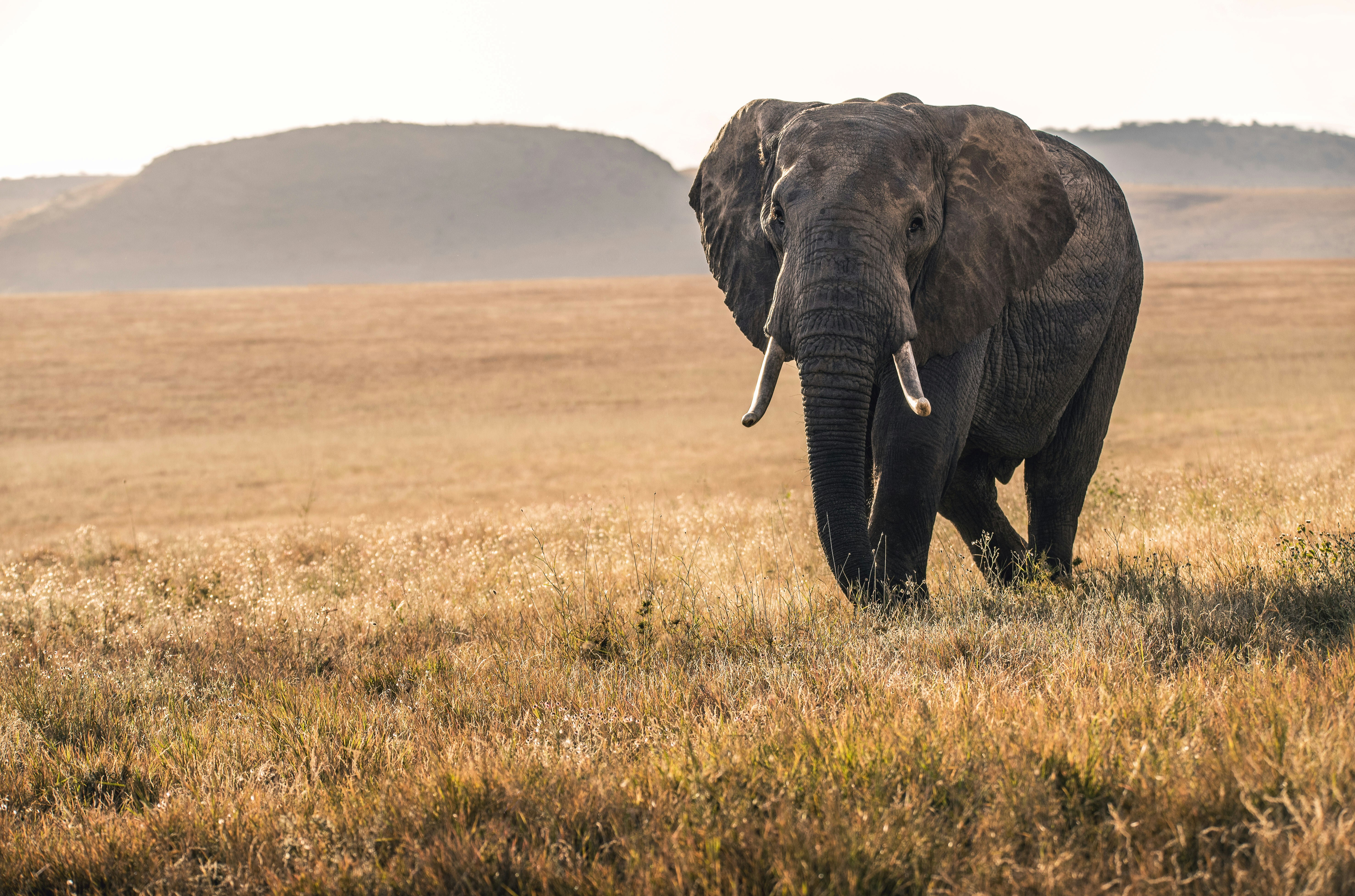 Africa Kenya Tour Packages Itineraries | Kenyas Wild Wonders | Touron | Touron Holidays | Best Travel Agency