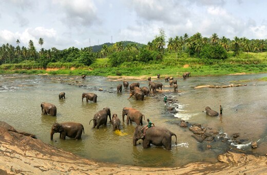 Essence of Sri Lanka: Hills, Heritage & Wildlife
