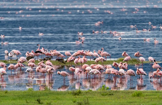 Into the Wild: A Journey Through Tanzania