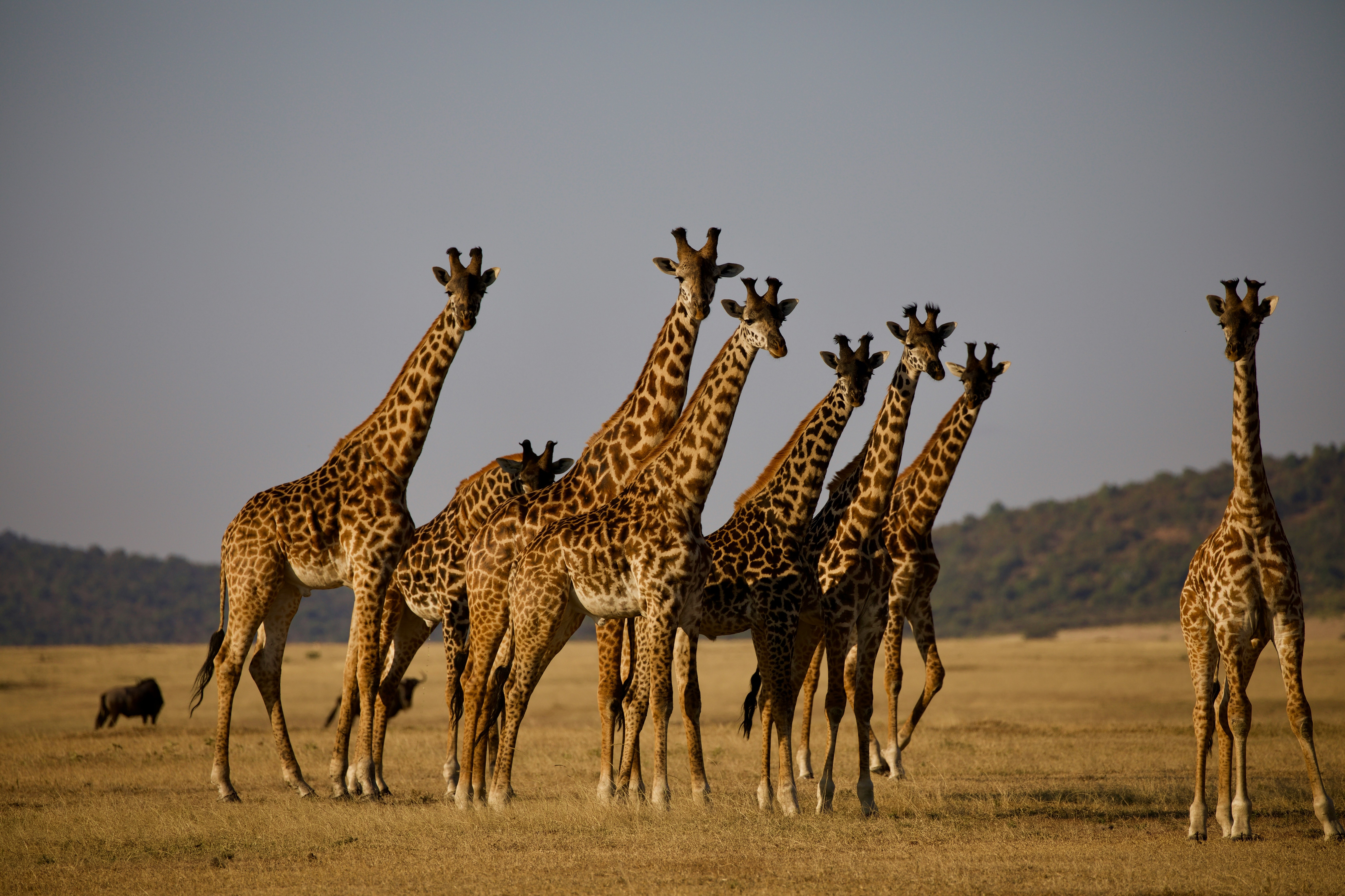 Tanzania tour packages