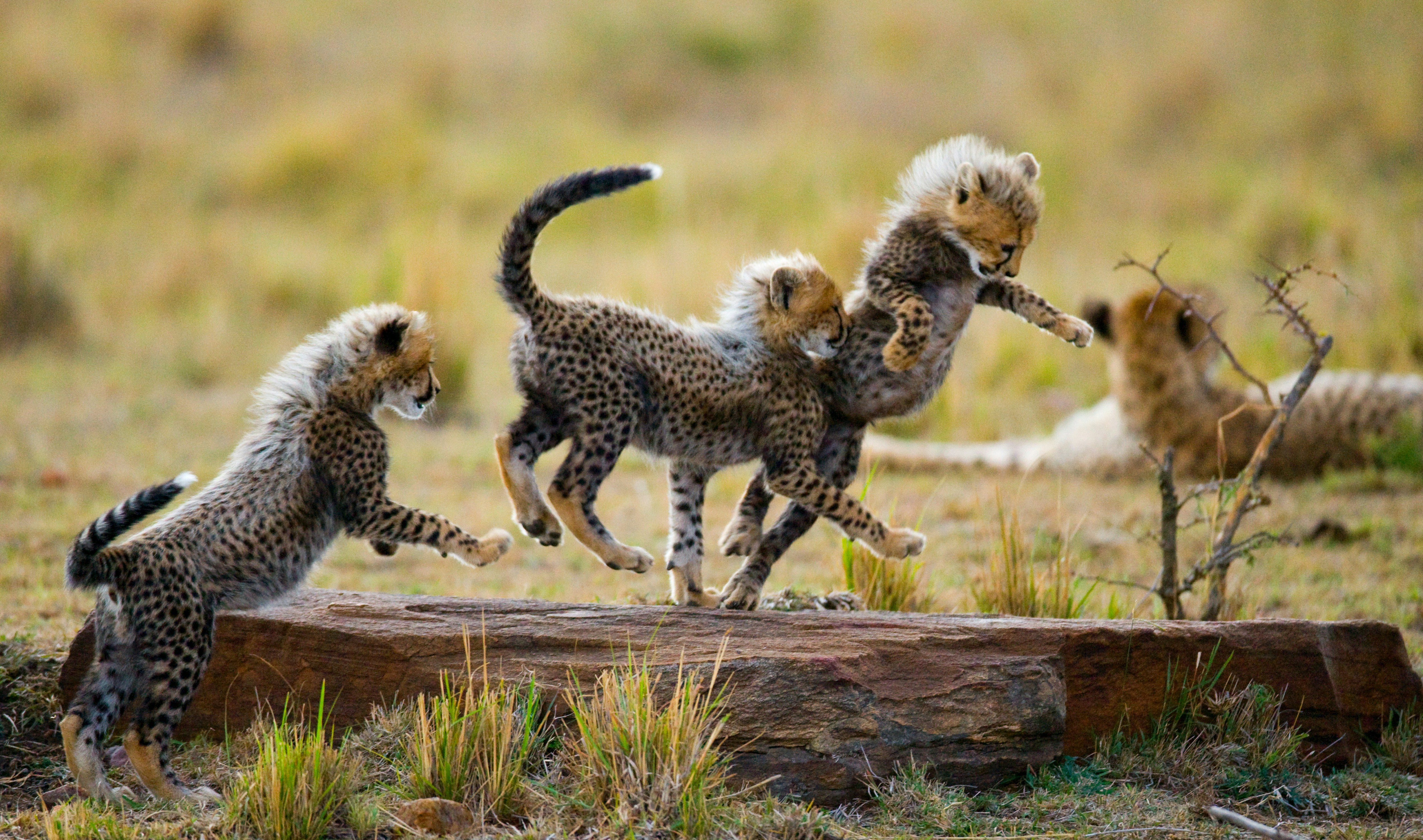 Tanzania tour packages